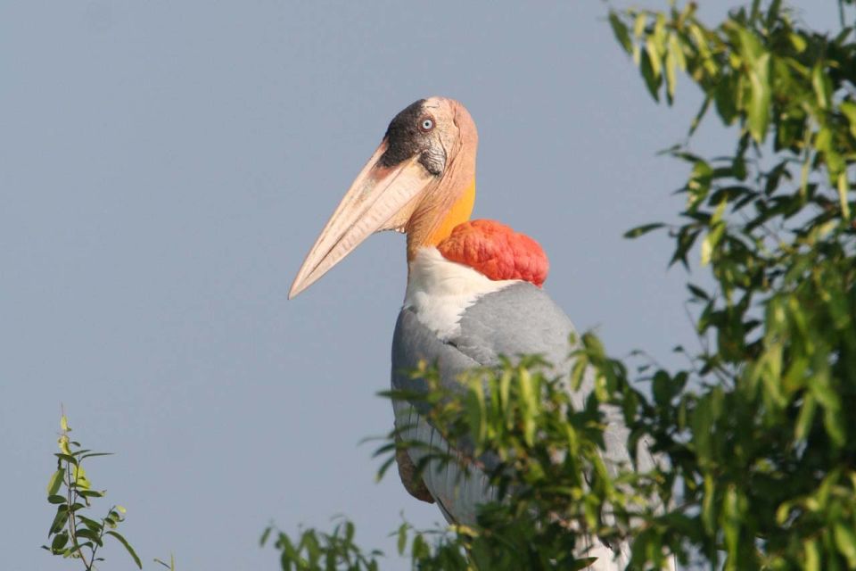 Prek Toal Bird Sanctuary and Great Lake Tour in Cambodia - Inclusions