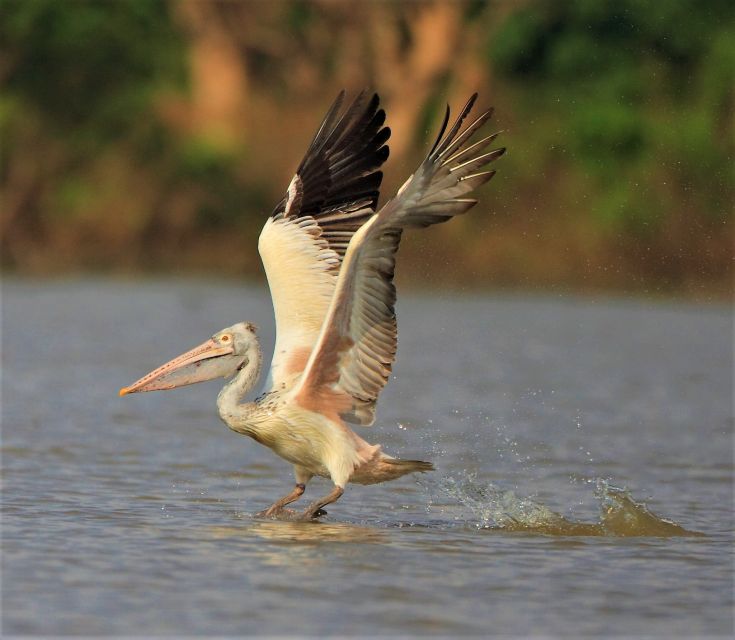 Prek Toal Birds Sanctuary & Floating Village Private Tour - Tour Experience