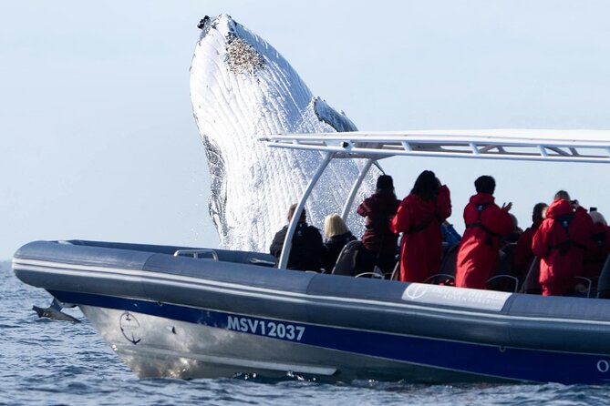 Premier Whale Watching Byron Bay - Booking Information and Contact Details