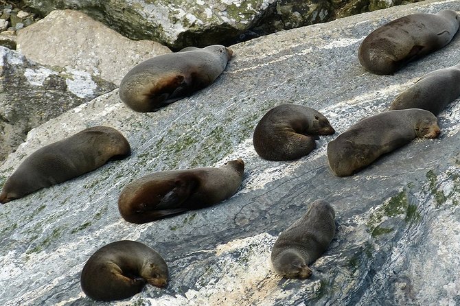 Premium Milford Sound Tour Including Cruise, Flight and Lunch - Customer Reviews