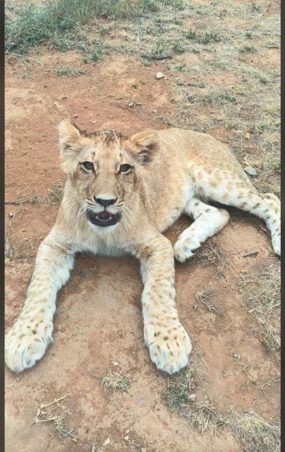 Pretoria: Lion and Cheetah Sanctuary Game Drive - Booking Information