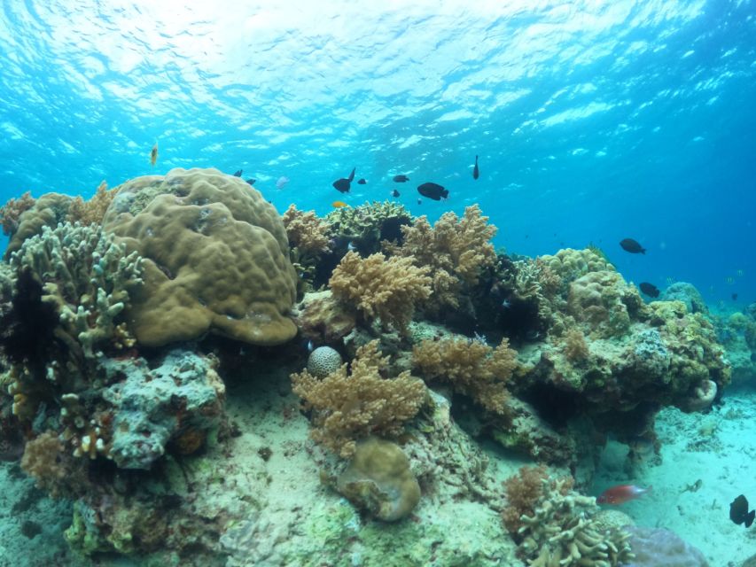 Privat Boat: Snorkelling Around the Gilis With Go Pro - Discover Marine Life in Gili Islands