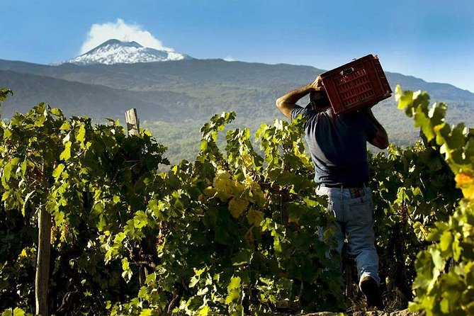 Private 6-Hour Tour of Three Etna Wineries With Food and Wine Tasting - Customer Feedback