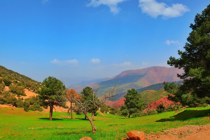 Private Atlas Mountains Day Trip - Customer Feedback and Testimonials