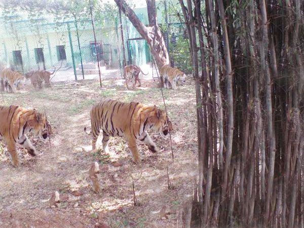 Private Bannerghatta National Park Day Excursion - Location & Timing