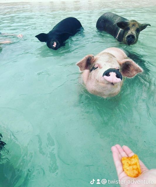 Private Boat Pigs ,Turtles, Reef Snorkeling & Beach Bar - Overall Customer Experience