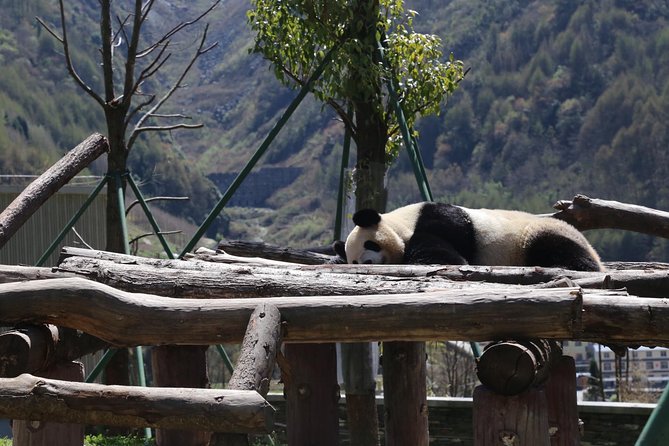 Private Day Tour to Dujiangyan Panda Center With Panda Holding (Mar ) - Common questions