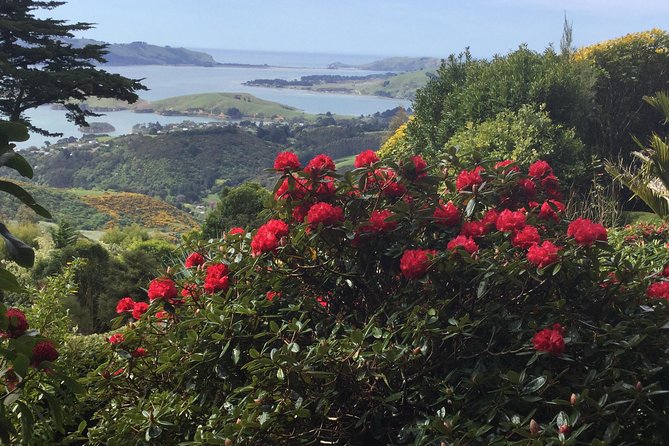 Private Guided Tour of Dunedin City Heritage and Unique Wildlife and Scenery - Customer Reviews and Ratings