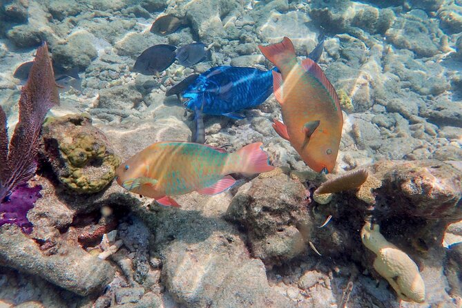 Private Looe Key Snorkel From Big Pine Key - Boat Location and Departure Time