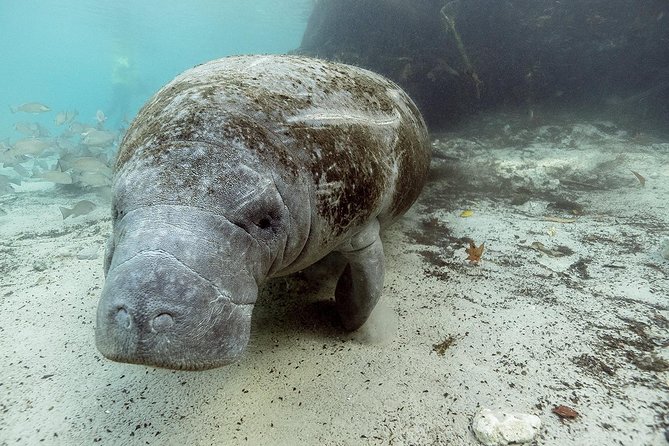 Private Manatee Swim for up to 6 With In-Water Divemaster/Photographer - Capture Unforgettable Underwater Memories