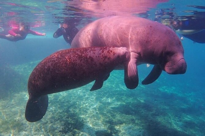 Private Manatee Tour for up to 10 - Reviews and Pricing