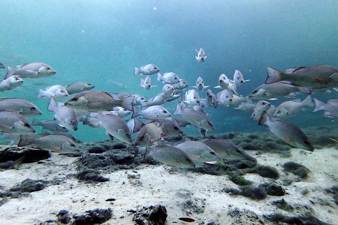 Private OG Manatee Snorkel Tour With Guide for up to 10 People - Customer Reviews