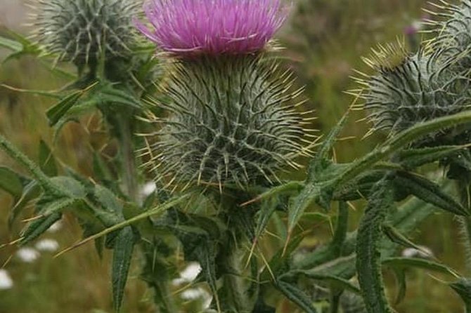 Private Scottish Border Day Tour From Edinburgh - Background