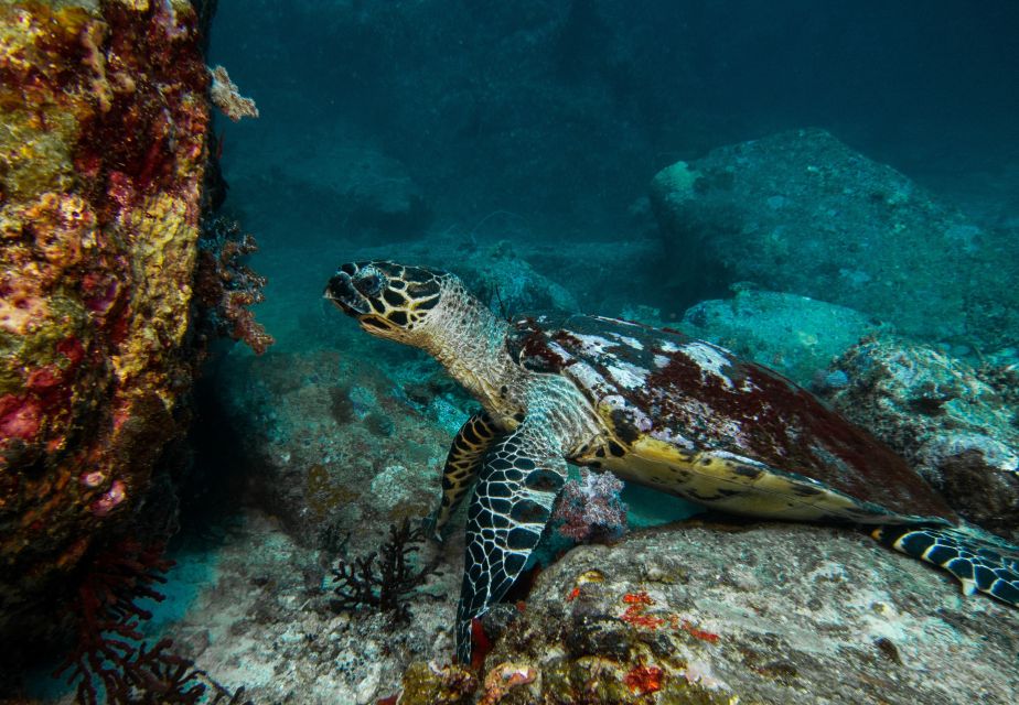 Private Sea-Nic, Sip N' Snorkel on a Semi-Submersive Craft - Inclusions During the Tour