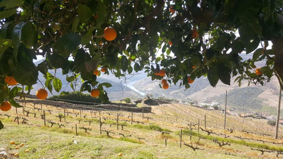 Private Tour: Douro Valley Wine and Food From Oporto - Customer Review