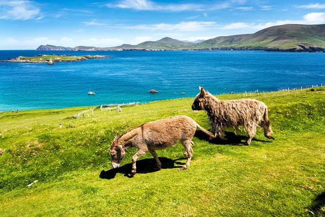 Private Tour of Dingle and Slea Head With Accredited Guide - Reviews and Testimonials