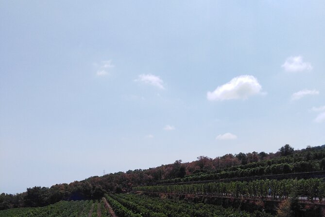 Private Tour of Mount Etna With Etna Doc Wine Tasting - Customer Reviews