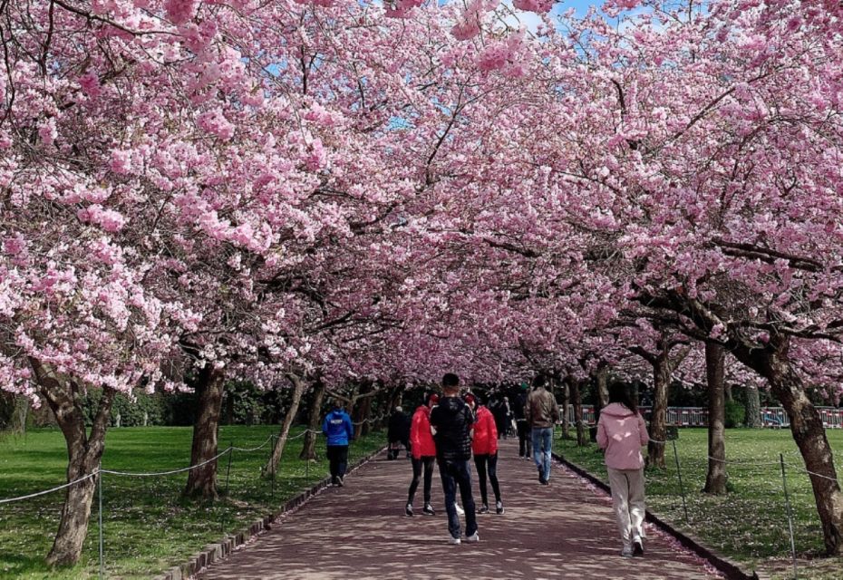 Private & Unique Nagasaki Cherry Blossom "Sakura" Experience - Booking Information