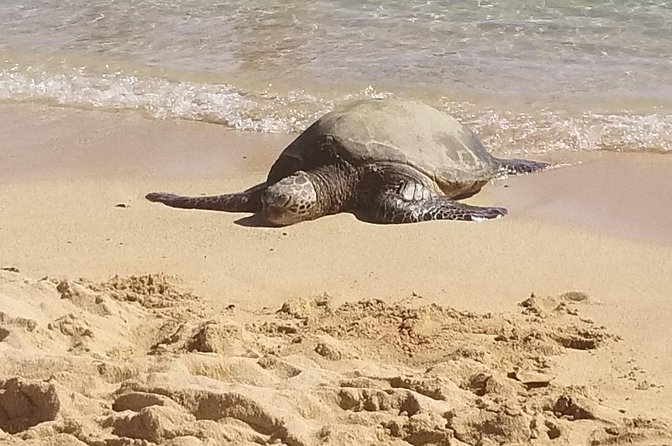 Private Waimea Canyon Tour - Customer Reviews and Satisfaction