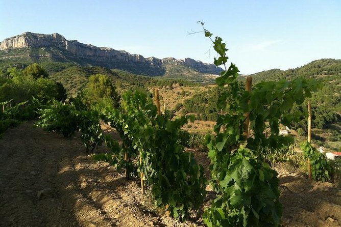 Private Wine and Oil Tour in the Priorat Wine Region - Insights From Travelers Reviews