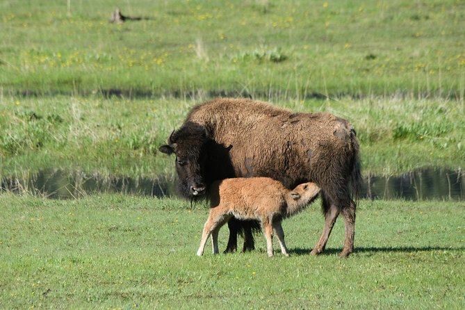 Private Yellowstone Wildlife Sightseeing Tour - Overall Satisfaction and Recommendations