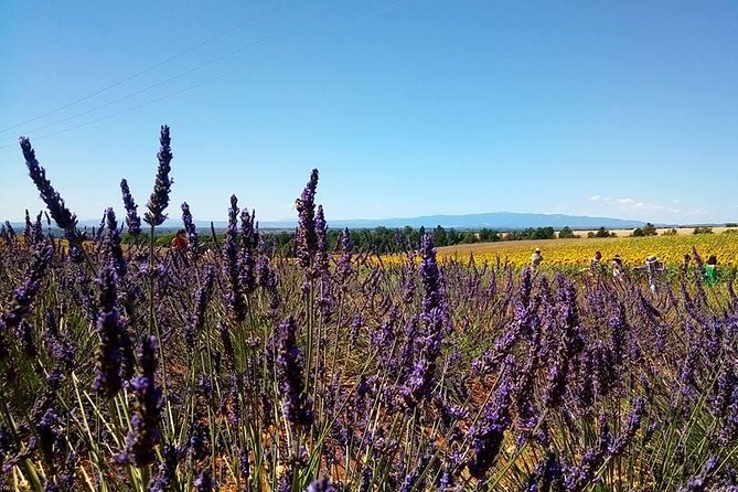 Provence Lavender Fields Tour From Aix-En-Provence - Customer Recommendations