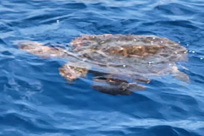 Puerto Colon to Los Gigantes Whale and Dolphin Sea Safari  - Tenerife - Refreshments and Snacks