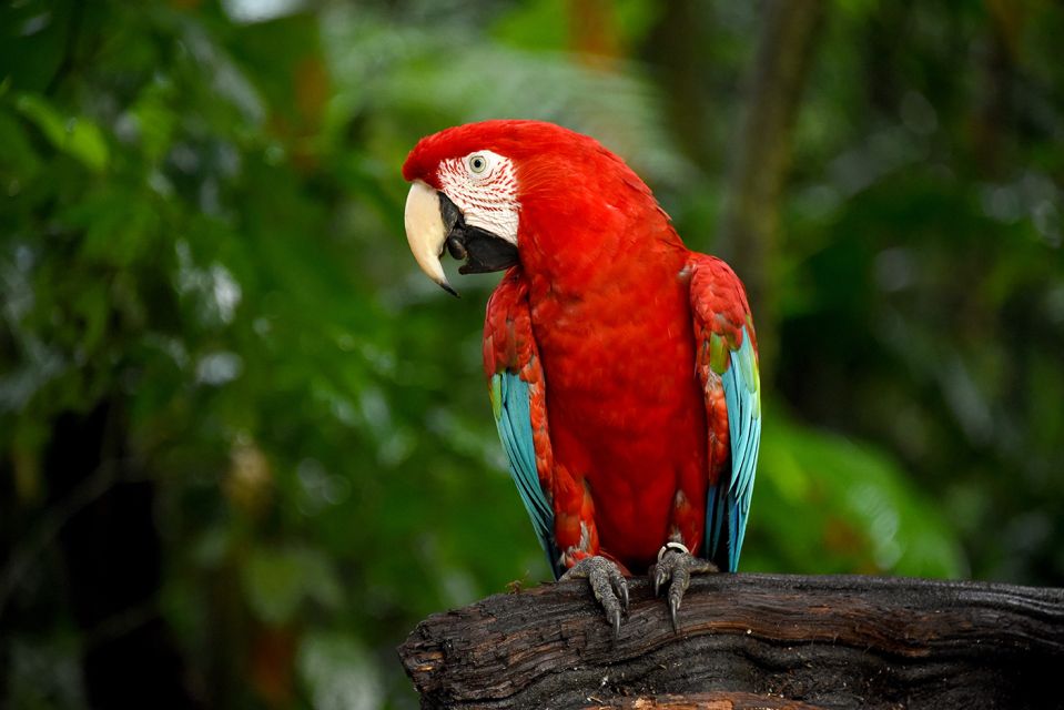 Puerto Iguazu: Iguaza Falls Brazilian Side & Bird Park Tour - Customer Reviews