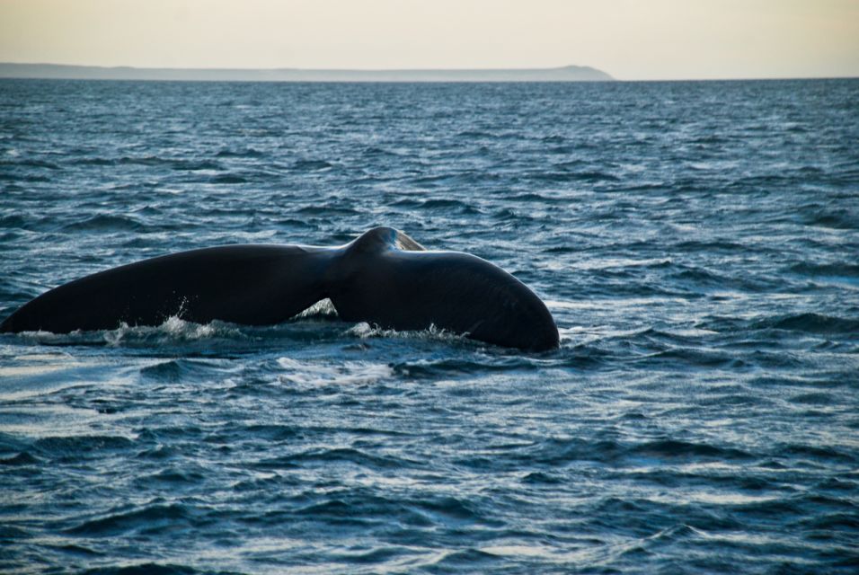 Puerto Madryn: Excursion to Peninsula Valdes Classic - UNESCO World Heritage Designation