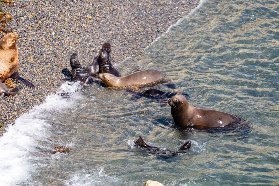 Puerto Madryn: Punta Loma Excursion for Cruise Passengers - Additional Information