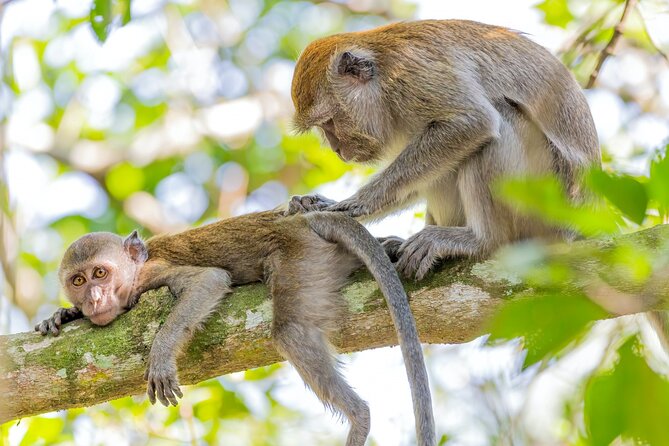 Pulau Ubin Singapore Day Tour - General Tour Details