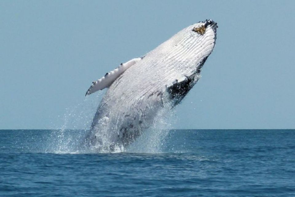 Punta Cana: Whale Watching Sanctuary Experience - Additional Customer Tips