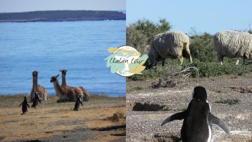 Punta Tombo: Shore Excursion for Cruise Passengers - Additional Information