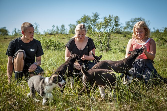 Puppy Training Experience at a Husky Farm in Tromso - Pricing, Booking, and Experience