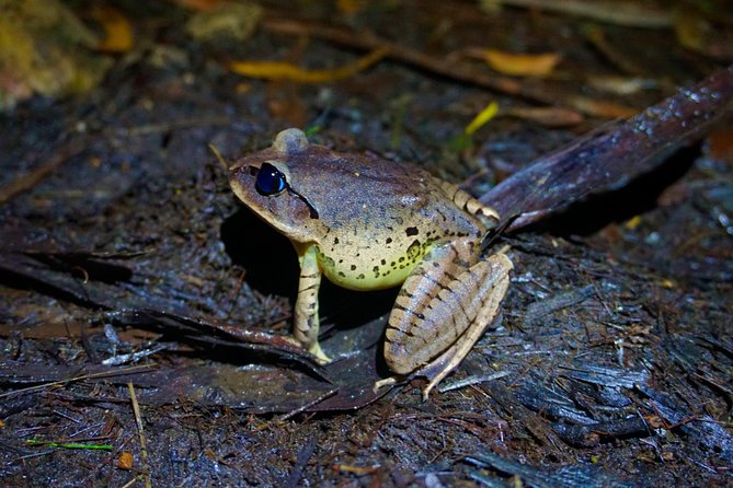 Rainforest Night Walk in Surfers Paradise (Mar ) - Participant Requirements