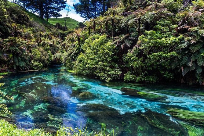 Redwood Forest , Blue Springs & Huka Falls Day Tour From Auckland - Customer Support Information