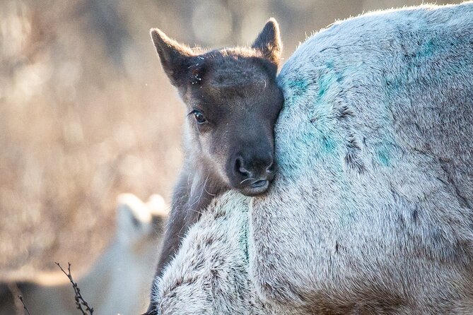 REINDEER CALVING DAY TRIP - a Once in a Life Time Experience in Karasjok - Plan Your Reindeer Calving Adventure