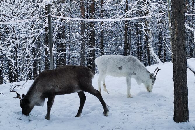 REINDEER FEEDING - Join Us for a Unique Moment With Our REINDEER - Common questions
