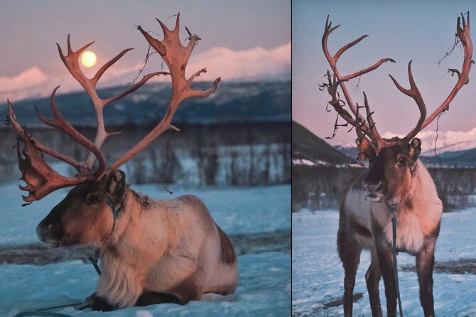 Reindeer Sledding and Feeding With Chance of Northern Lights Tromso - Northern Lights Experience