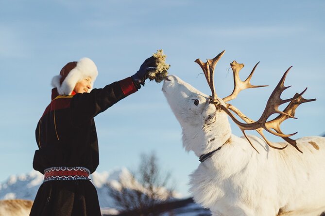 Reindeer Sledding and Feeding With Sami Culture in Tromso. - Recommendations and Future Visits