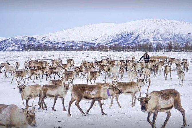 Reindeer Sledding Experience and Sami Culture Tour From Tromso - Booking and Logistics