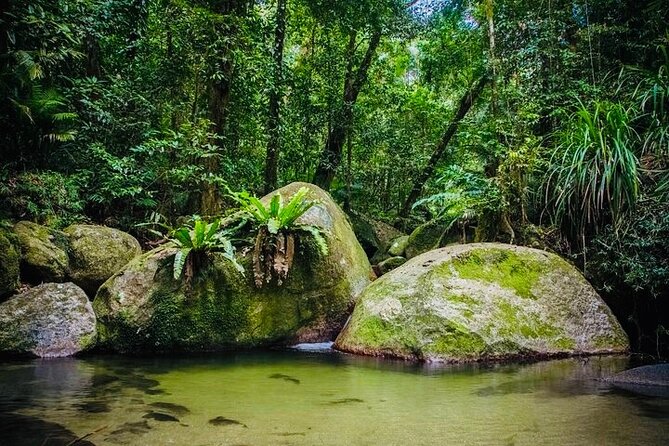 Return Mossman Gorge From Port Douglas Transfers - Last Words