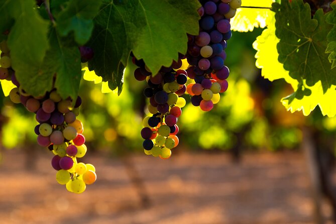 Rioja Wine Private Day Trip  - San Sebastian - Additional Information