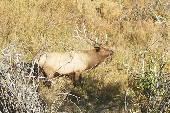 Rocky Mountain National Park and Estes Park Tour From Denver Winter and Spring - Guide Expertise and Insights