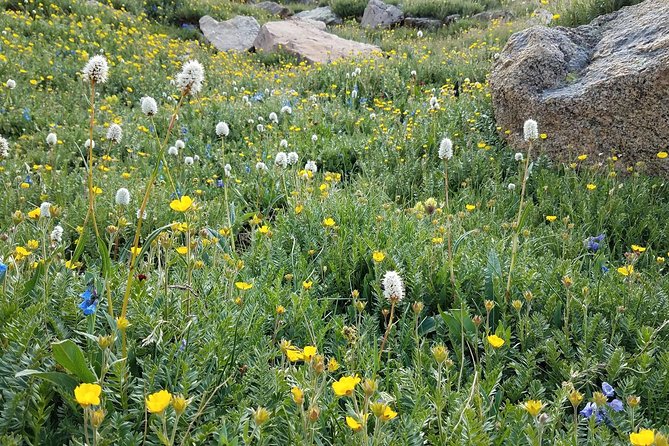 Rocky Mountain National Park in Summer Tour From Denver - Guide Highlights