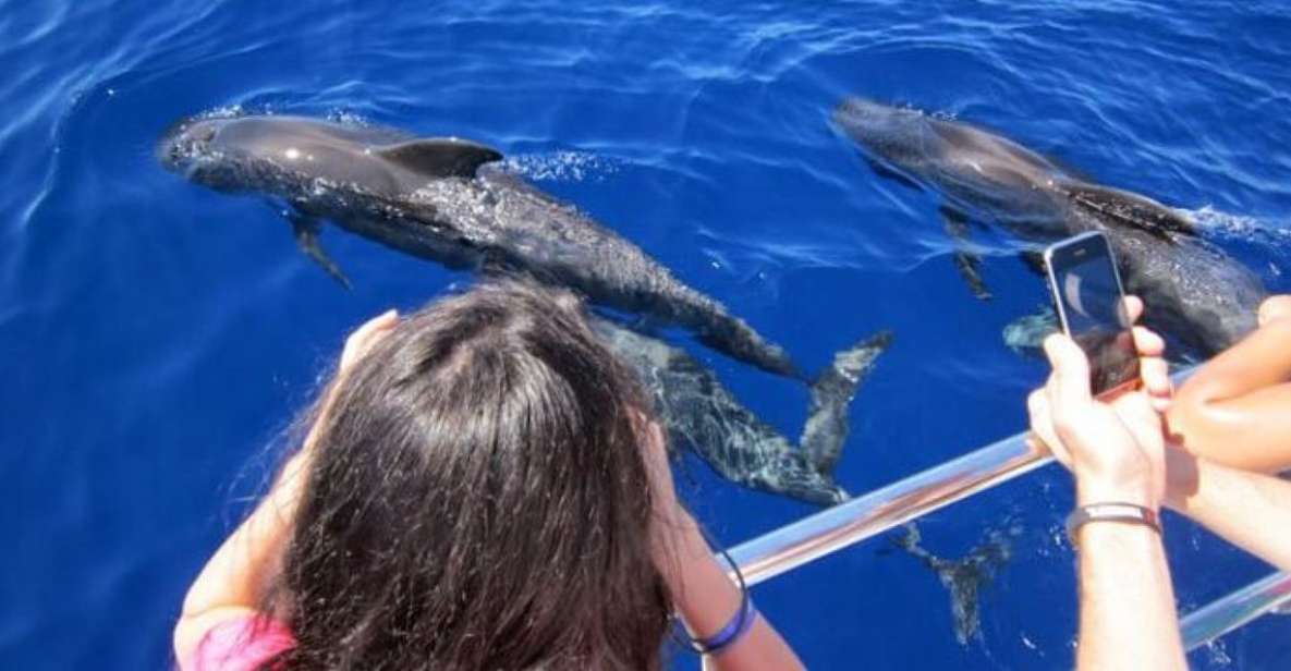 Roseau: Guided Dolphin and Whale Watch Tour With Drinks - Common questions