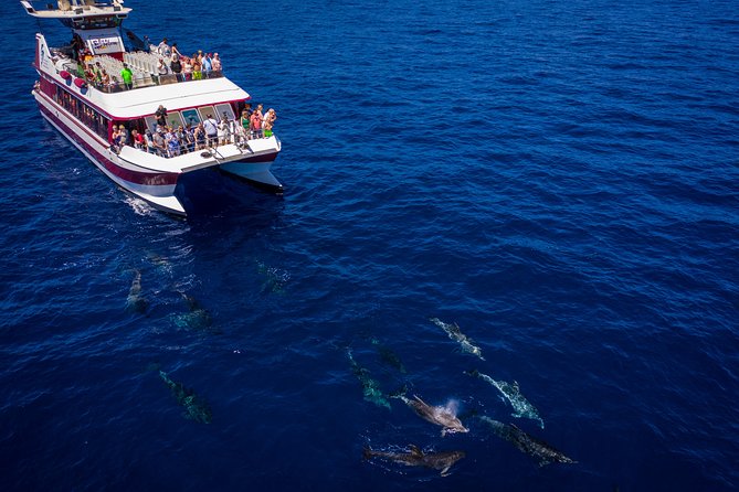 Royal Delfin - 45H Dolphin & Whale Watching - Los Gigantes Masca - Lunch & Swim - Traveler Experience