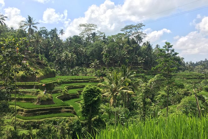 Sacred Monkey Forest Sanctuary - Rice Terrace - Waterfall -Temple - Common questions
