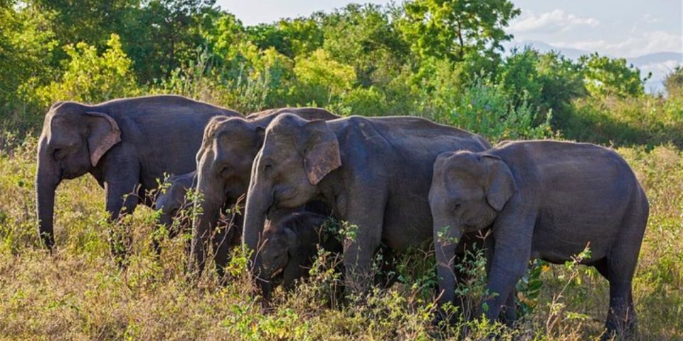 Safari Adventure:Udawalawe National Park Half-Day Expedition - Wildlife Highlights