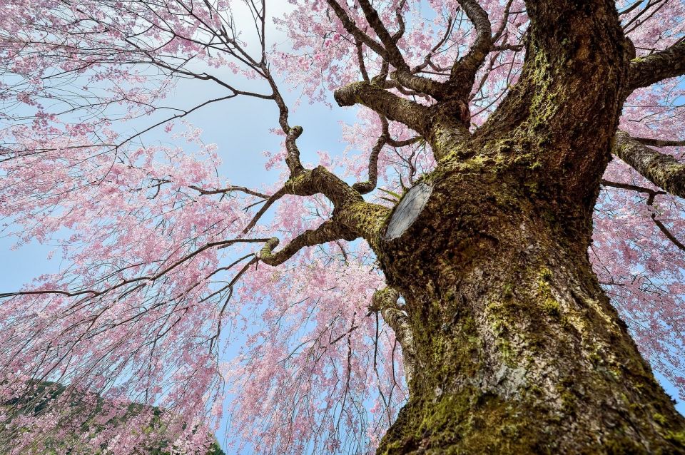 Sakura in Tokyo: Cherry Blossom Experience - Cherry Blossom Locations to Visit